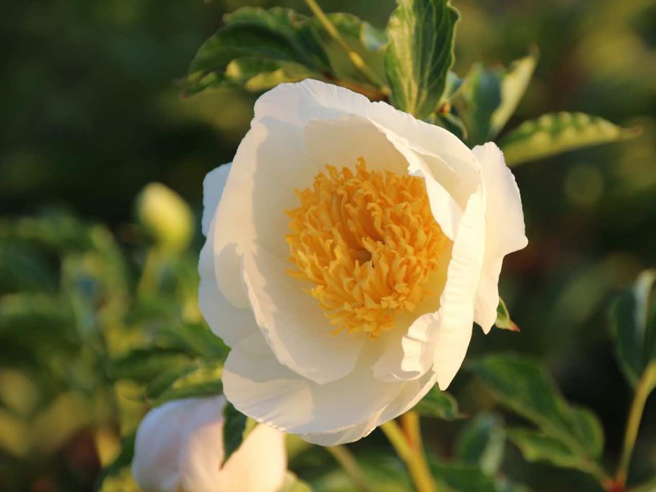 Chinese Peony  'Jan Van Leeuwen'