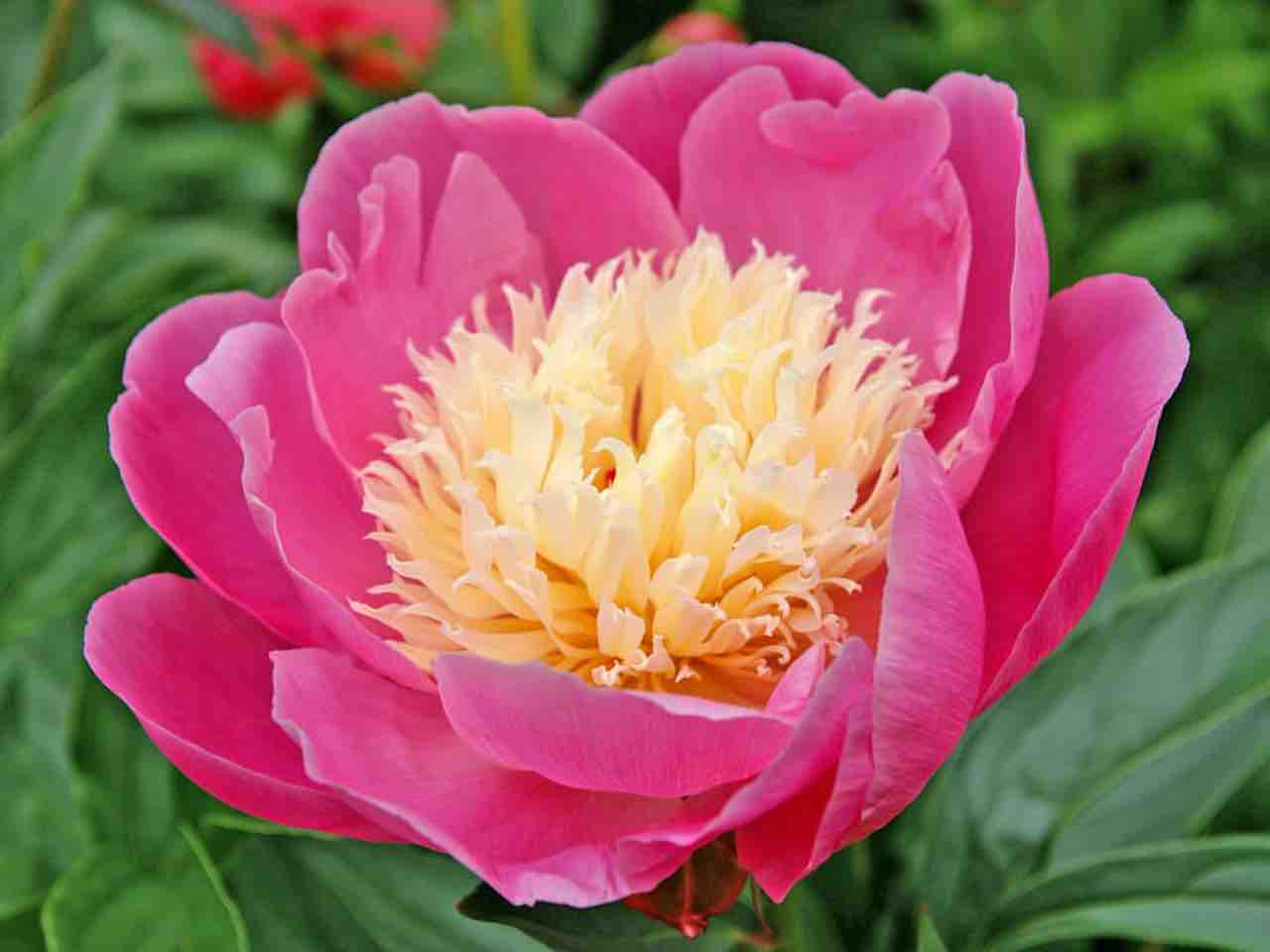 Japanese Peony -  Bowl of Beauty