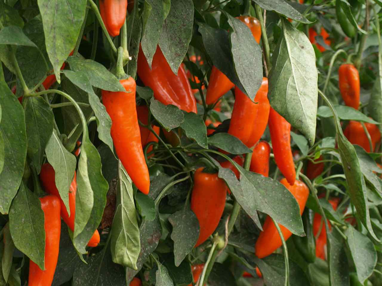 Sweet Orange Pepper 'Lady Lou'