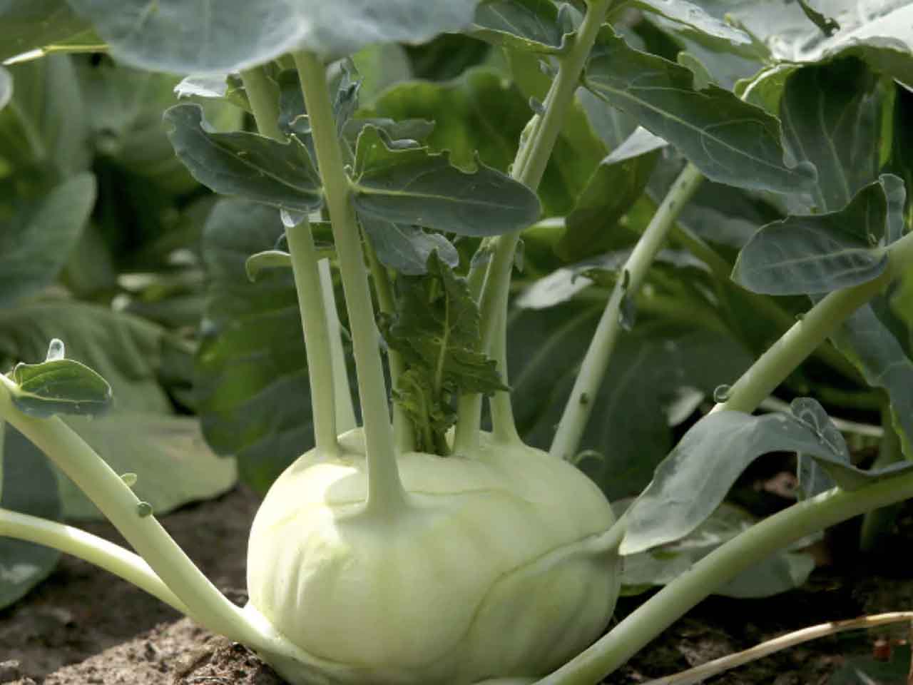 Kohl Rabi 'Superschmelz'