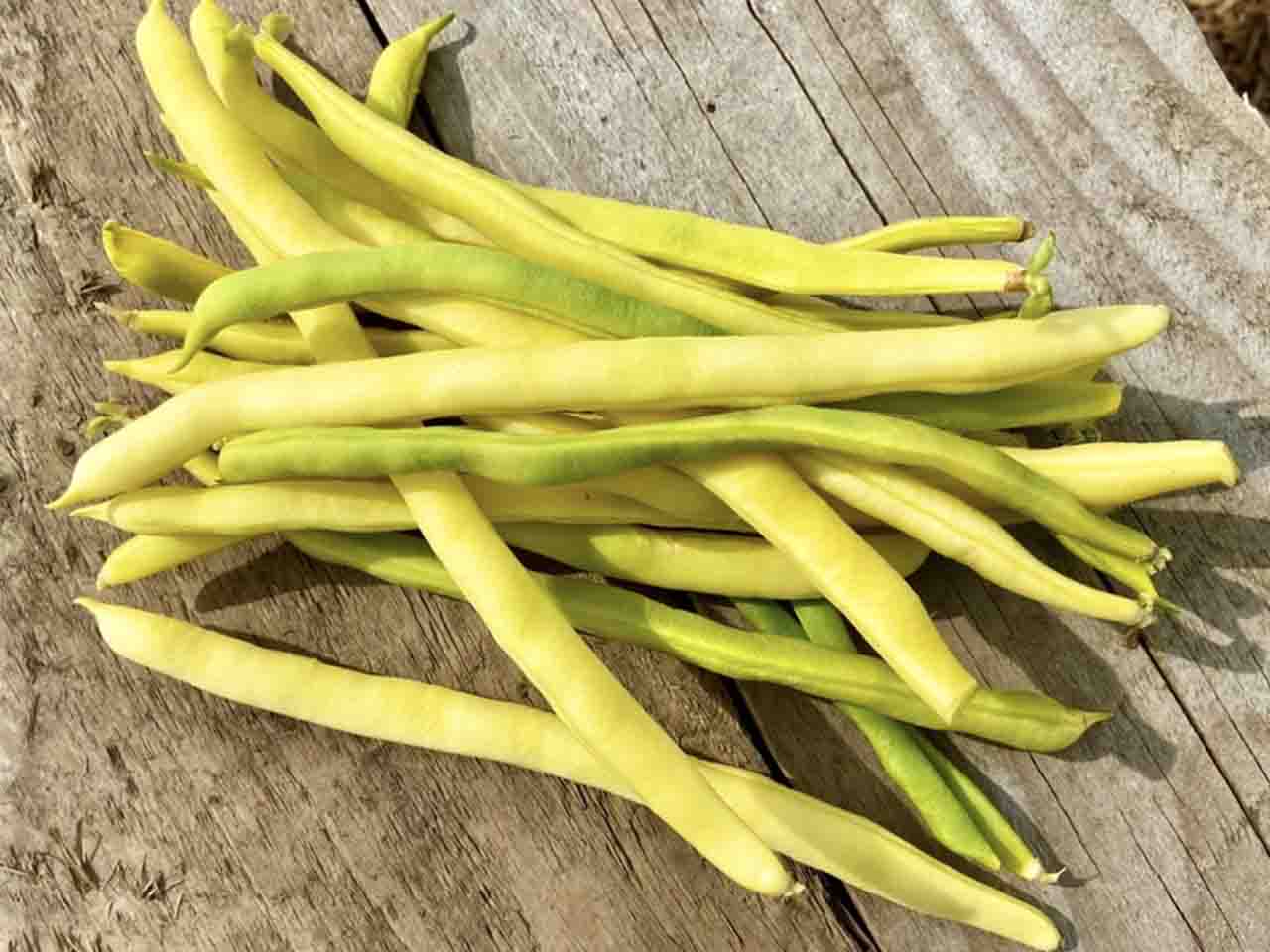 French Bean 'Neckargold'