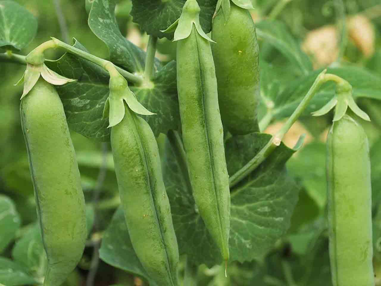 Garden Pea - Kelvedon Wonder seeds