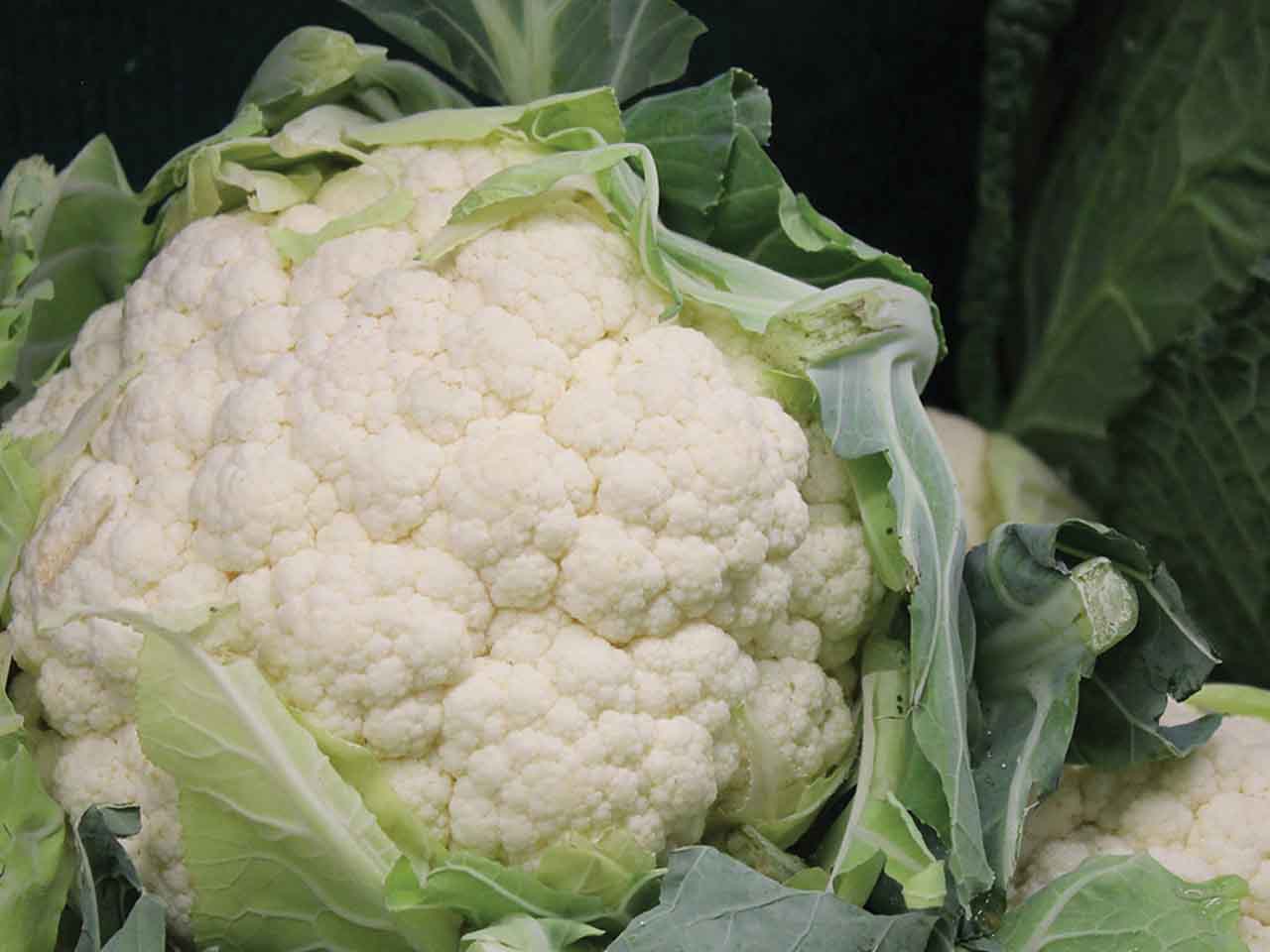 Cauliflowers -  All Year Round seeds