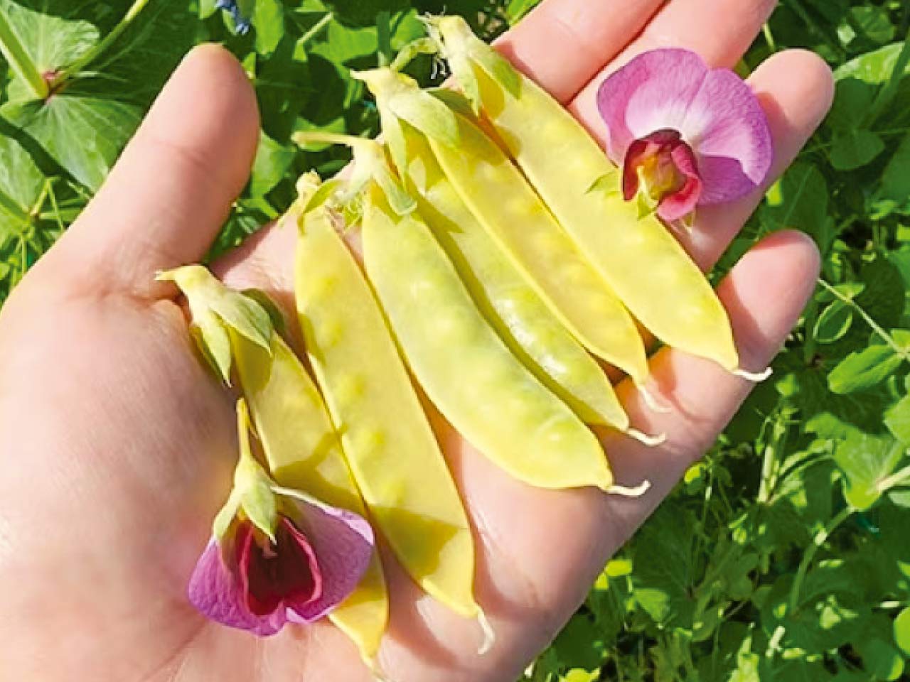 Mangetout Pea 'Golden Sweet'