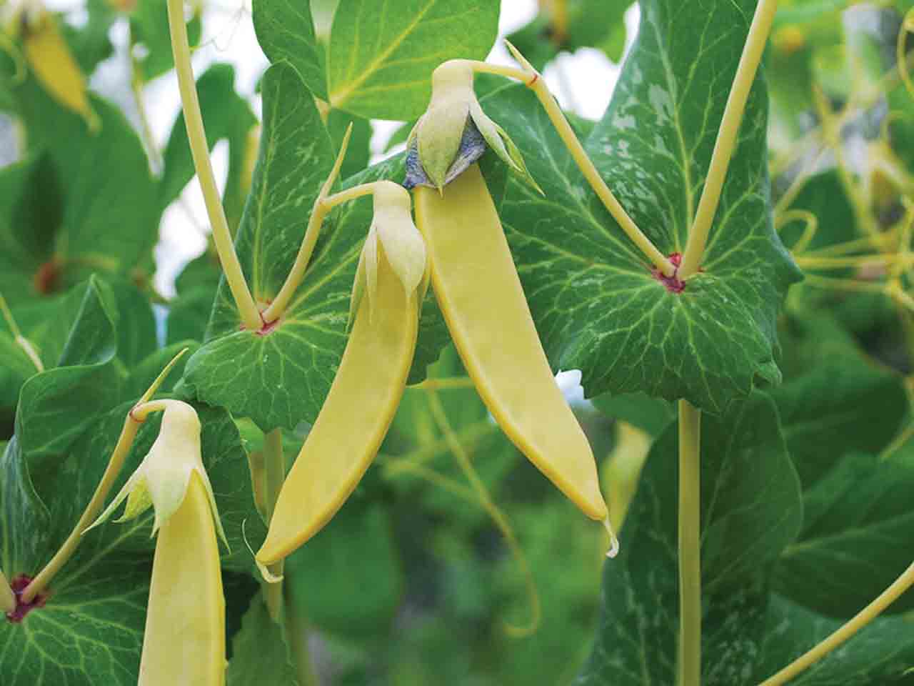 Mangetout Pea 'Golden Sweet'