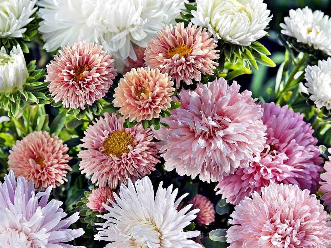Callistephus & Xeranthemum Mix - 42 Plants