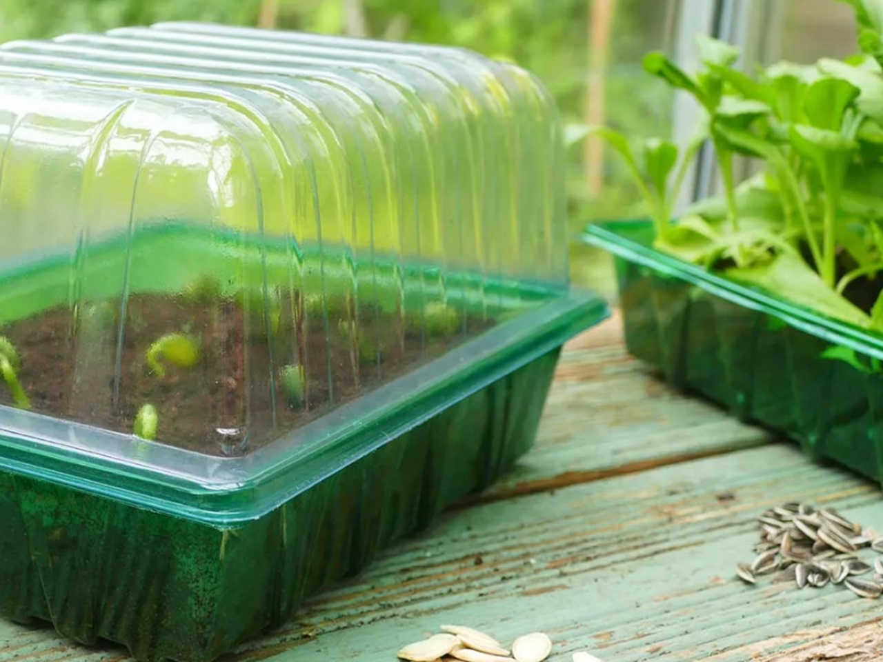 Visiroot Seed Tray Lid