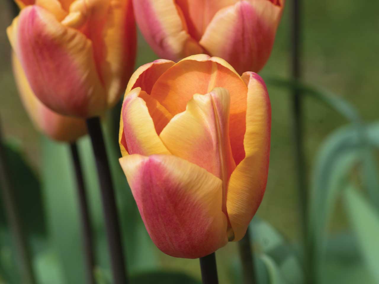 Tulip Triumph 'Apricot Foxx' - 10 Bulbs