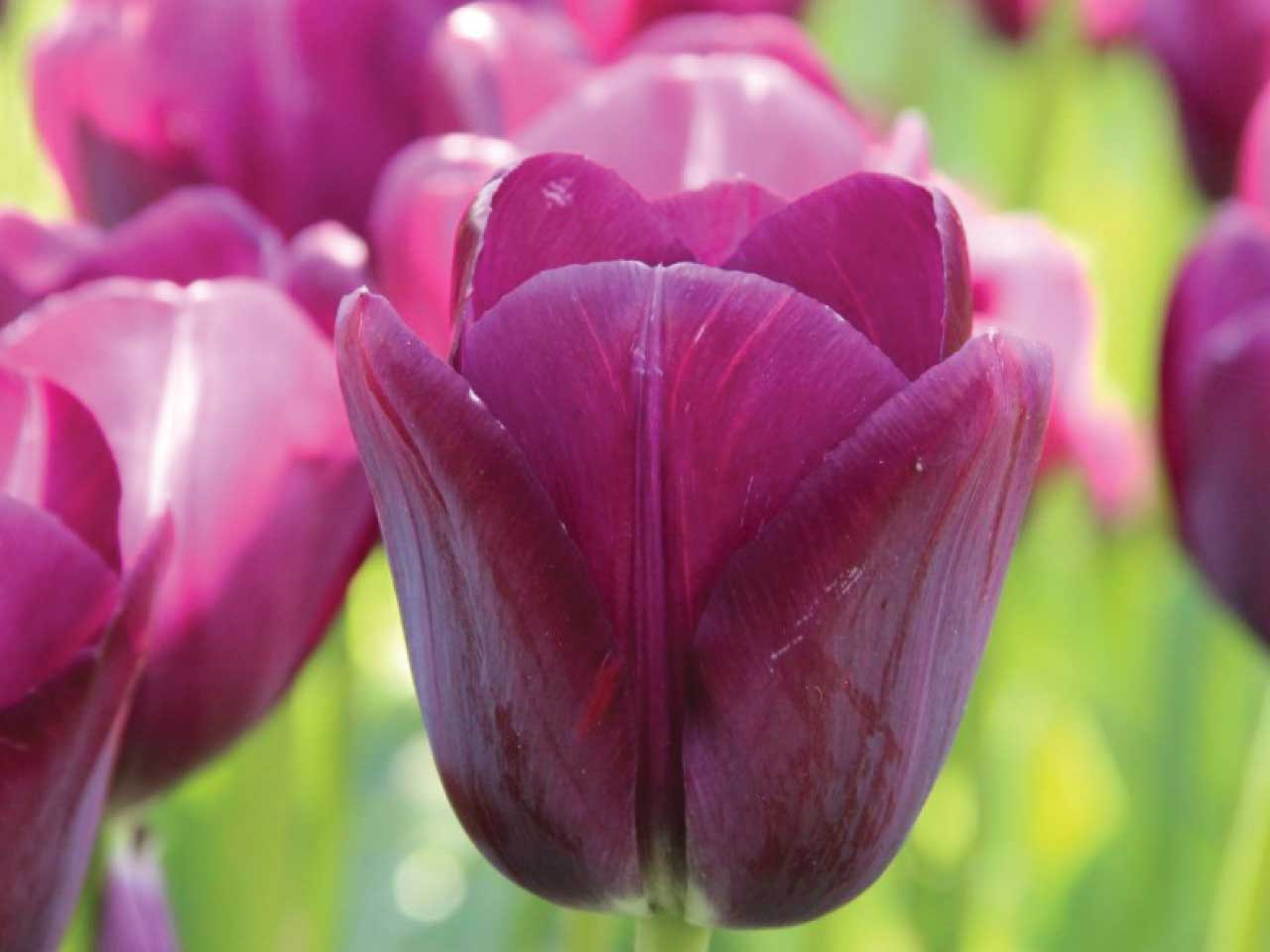 Tulip Triumph 'Negrita' - 10 Bulbs