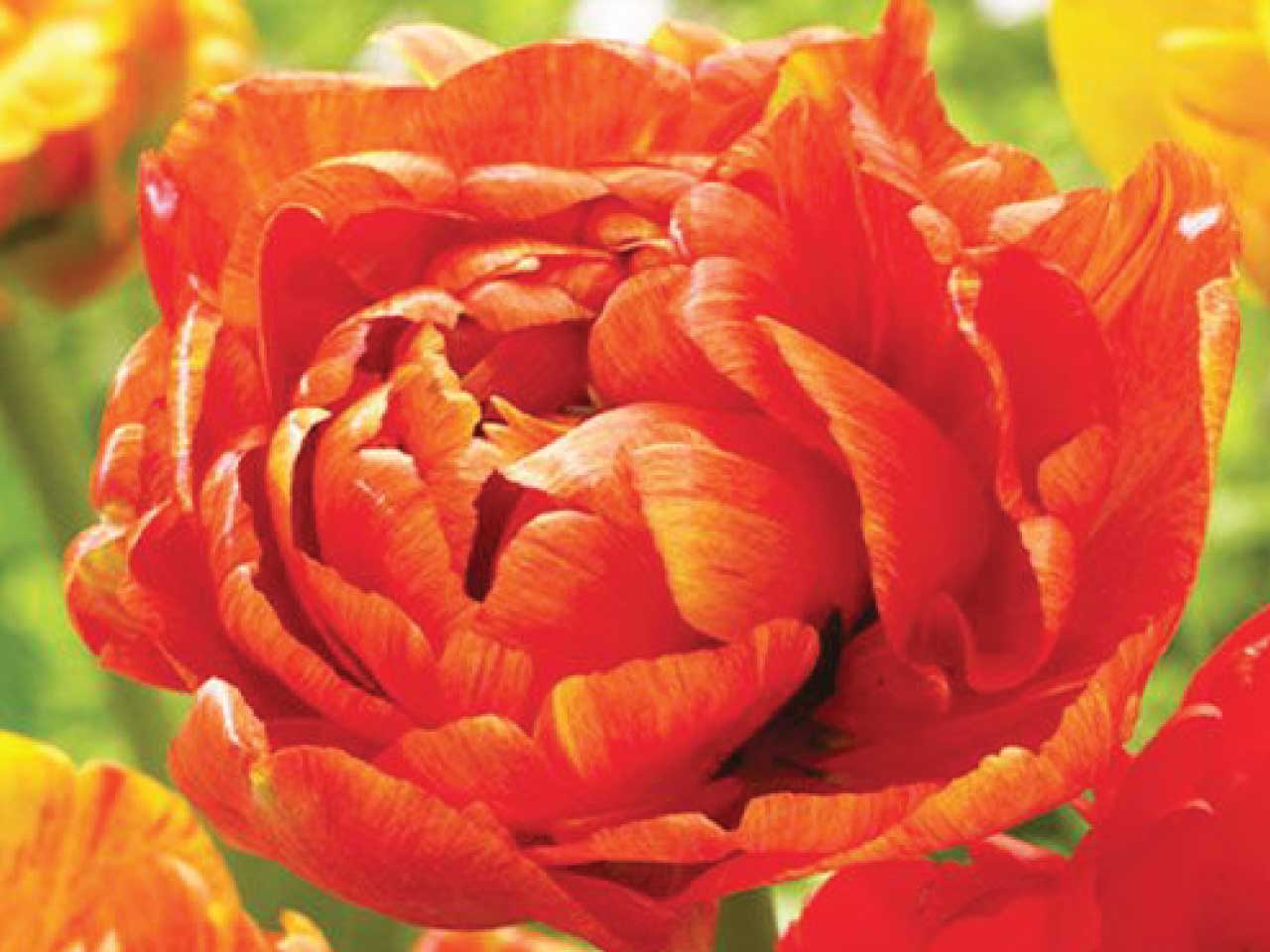 Tulip Double 'Sun Lover' - 8 Bulbs