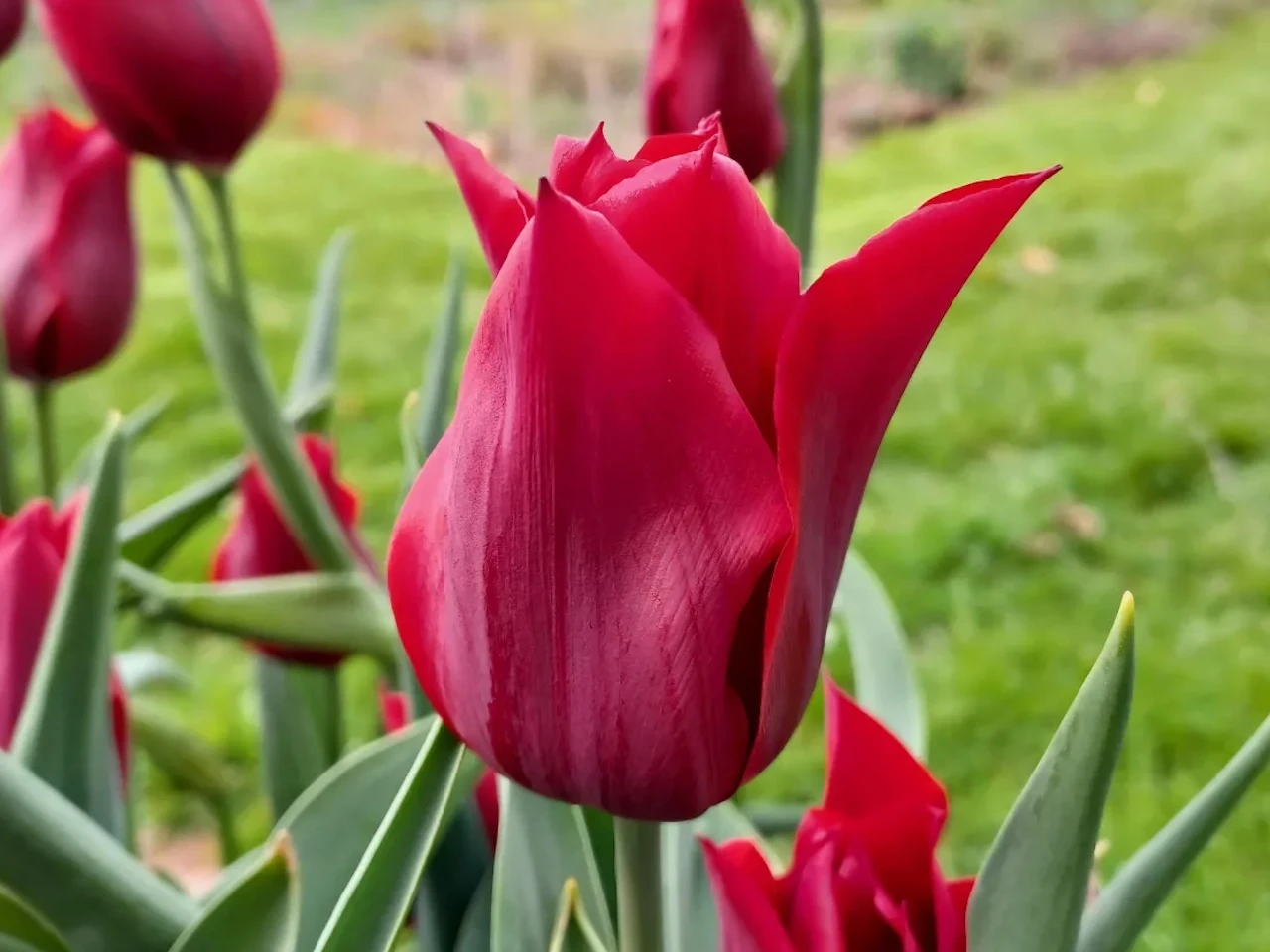 Tulip pretty woman spring flowering bulbs
