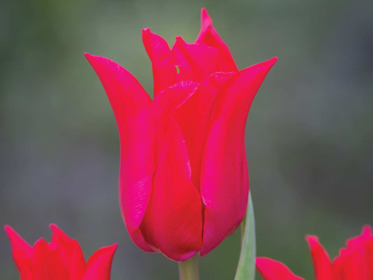 Tulip Lily Flowered 'Pretty Woman' - 8 Bulbs