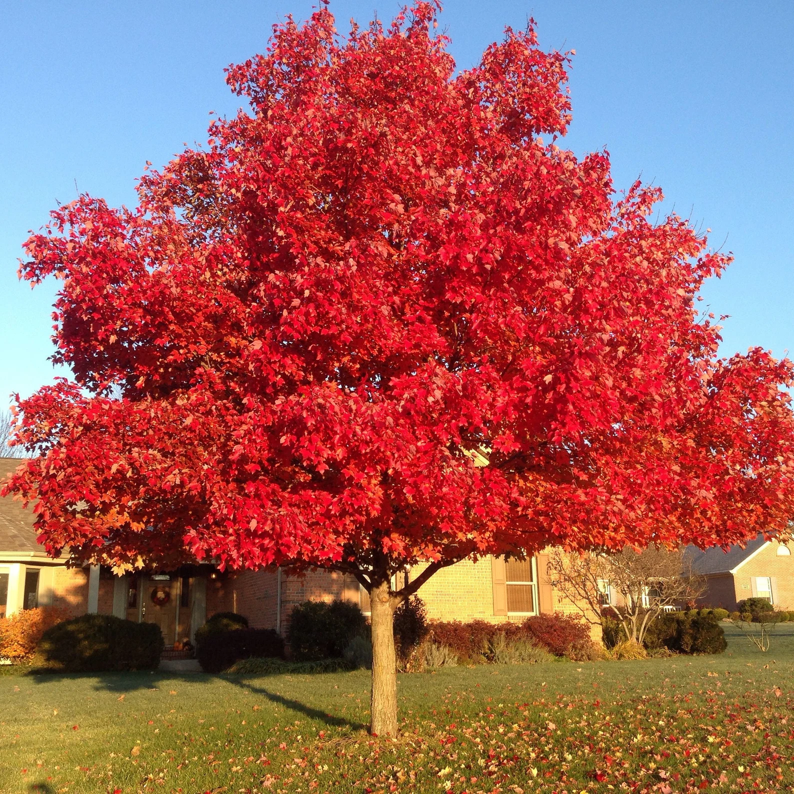 Red oak in a garden