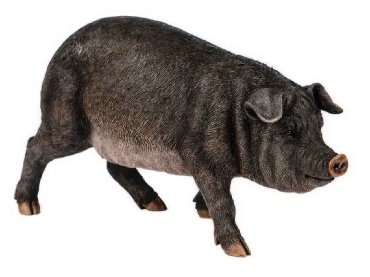 Medium Black Pig on white background