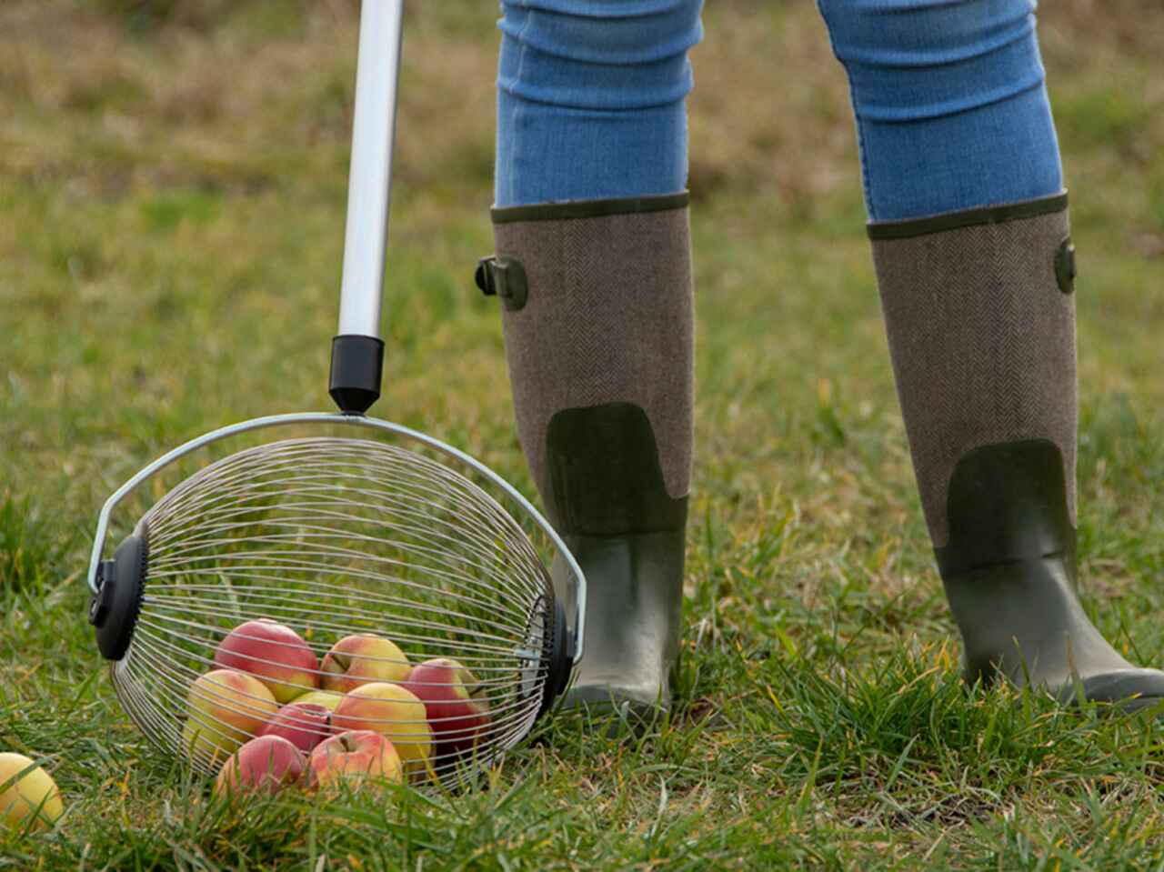 Fruit Collector
