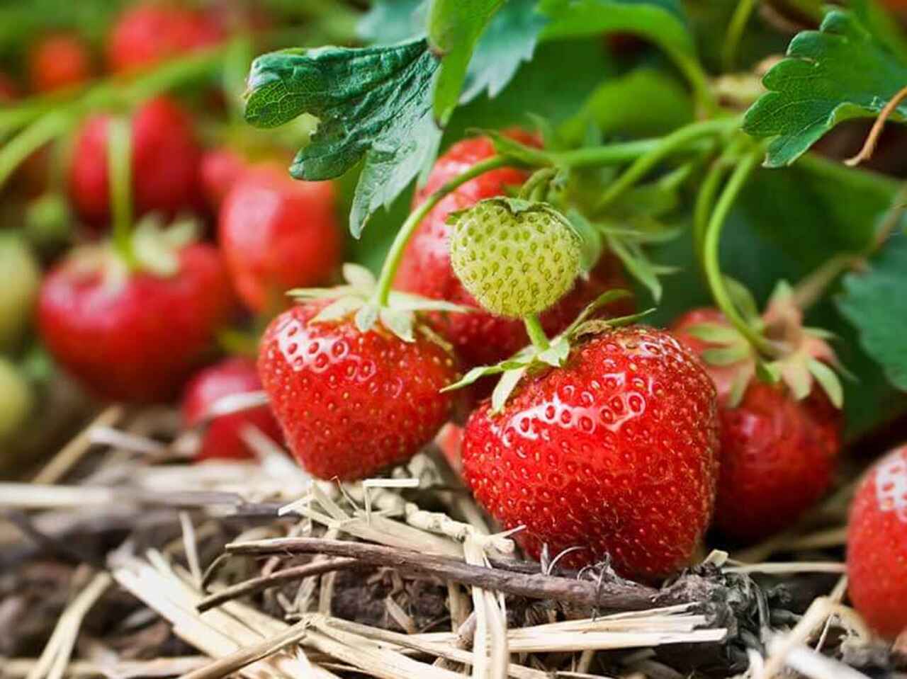 Strawberries on a vine