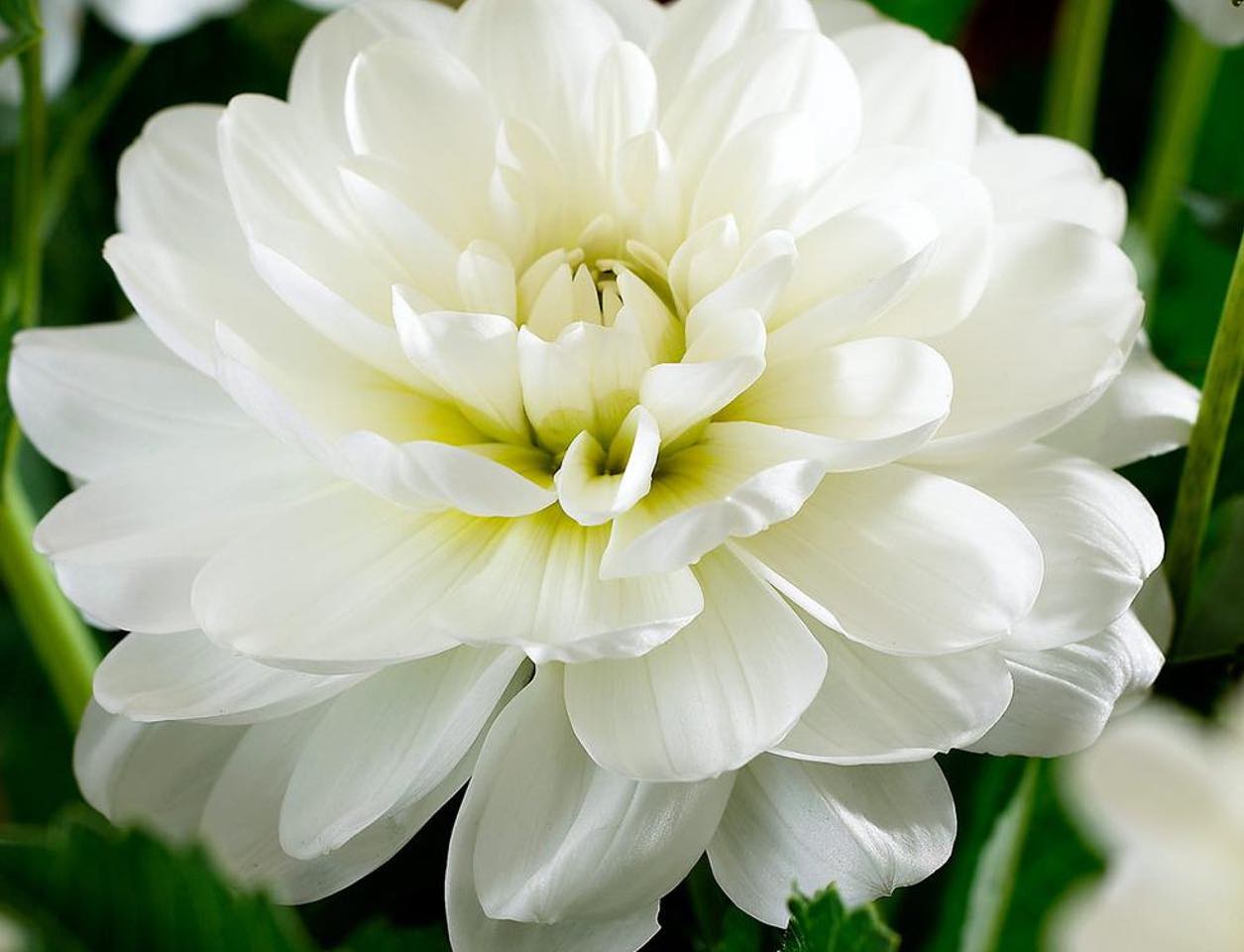 Dahlia Decorative White Onesta tubers