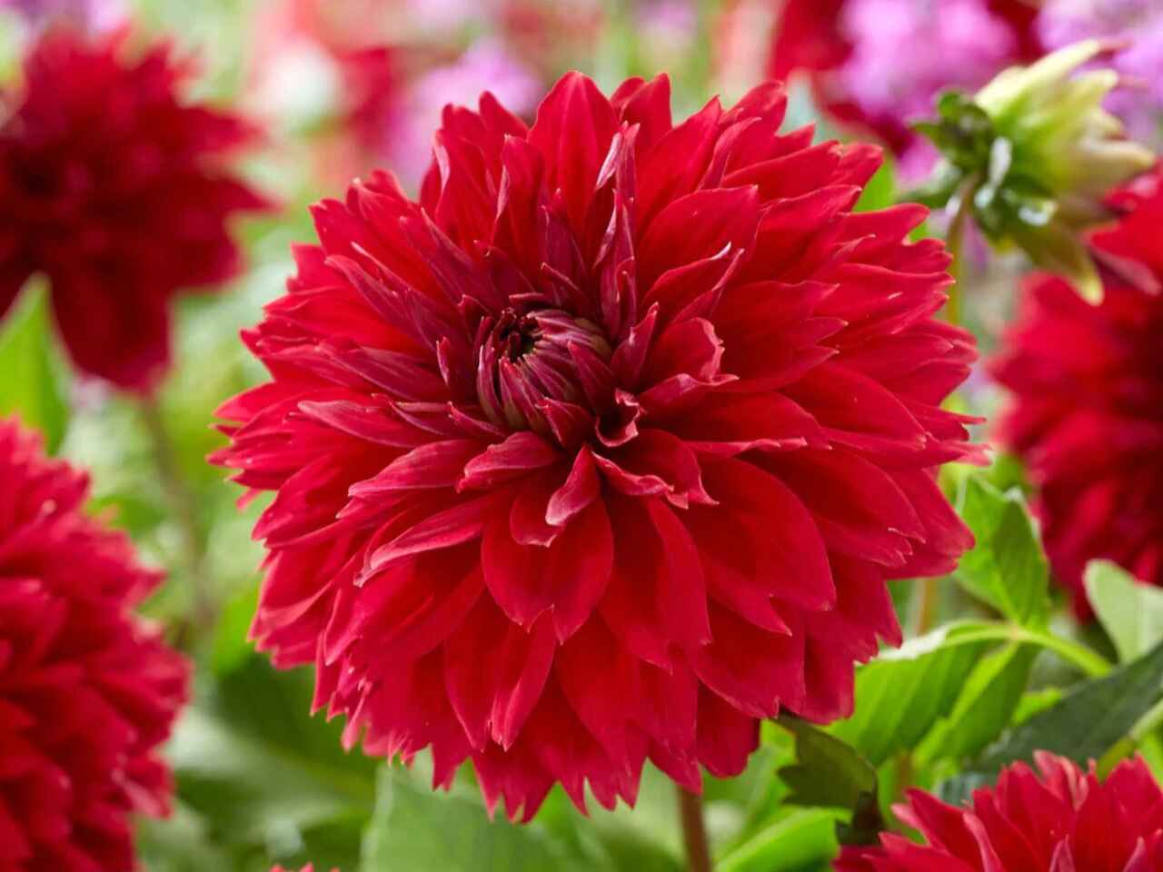 red petals on the red fubuki dahlia