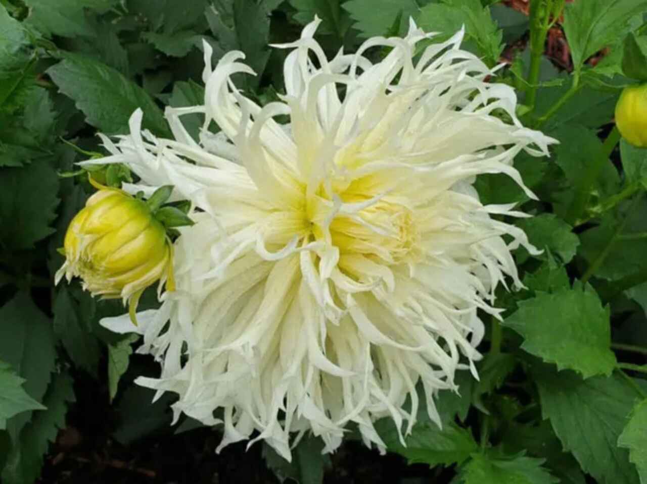 white dahlia TsukiI-Yori-No-Shisna flower