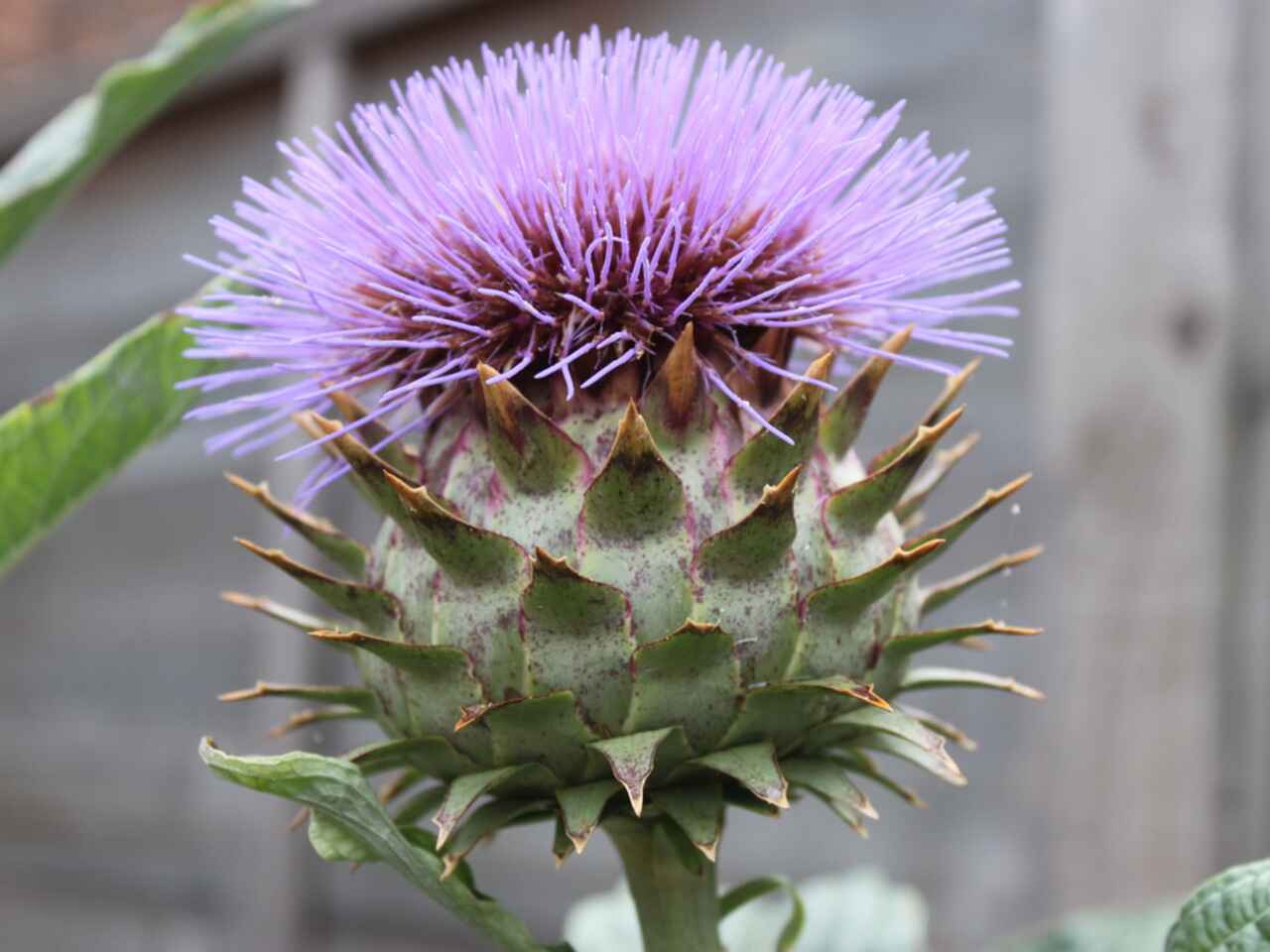 Globe artichoke plant with purple flowers