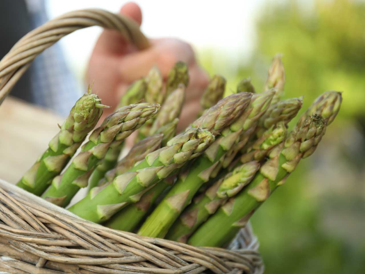 Asparagus Albus