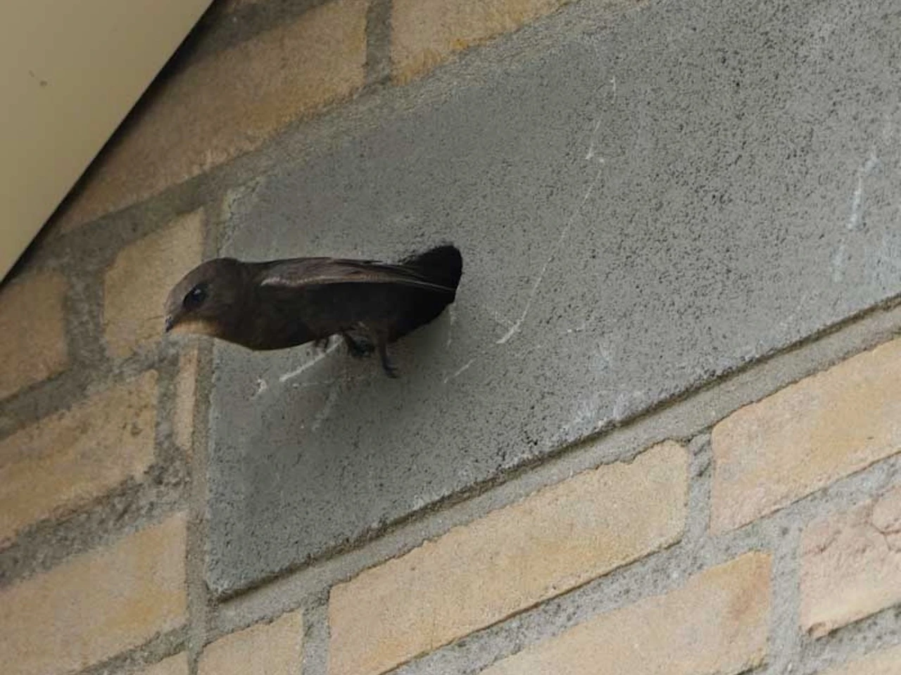 integrated gz03 swift nest box in building facade