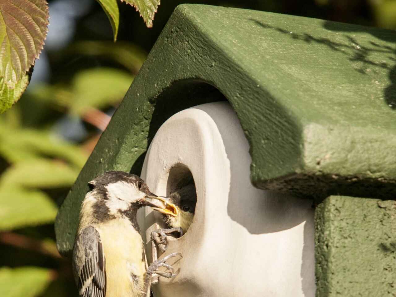 Nest Box NKSE1 (28mm Entrance)