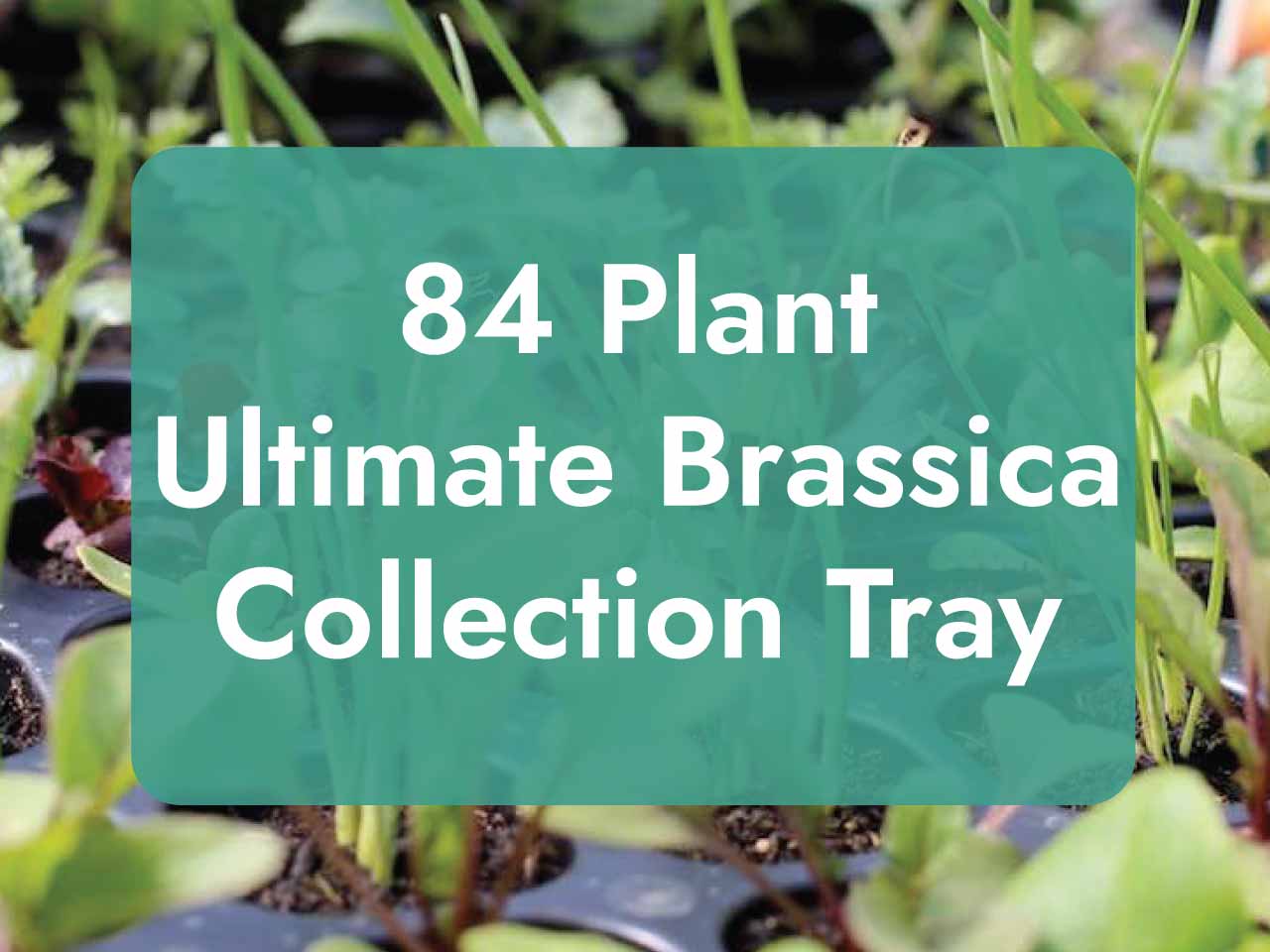 Ultimate Brassica Collection - 84 Organic Plants
