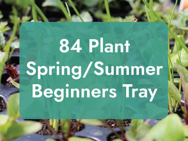 84 cell spring beginners tray