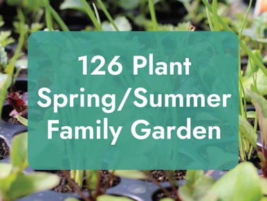 vegetable seedling pack 126 plant family garden