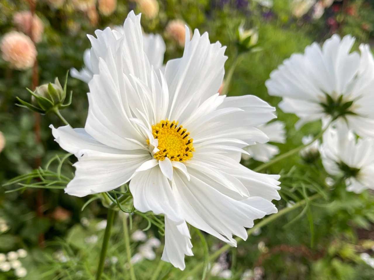 Cosmos Bipinnatus Fizzy White