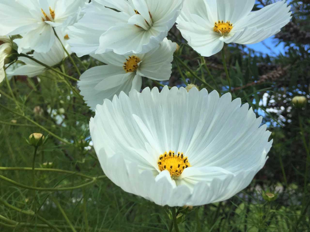 Cosmos cupckes white cut flower seeds