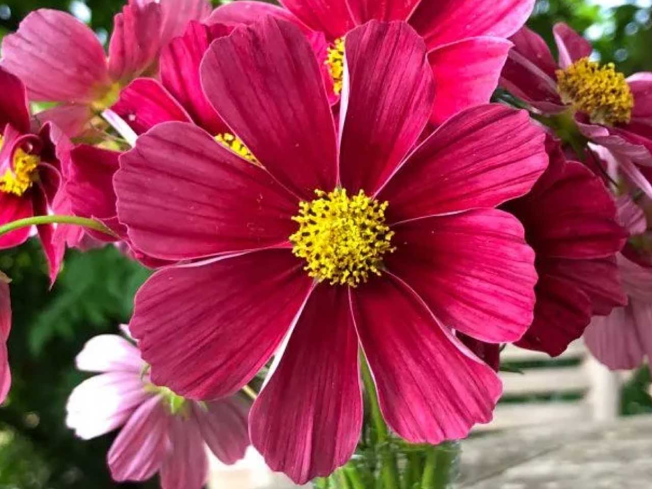 Cosmos Bipinnatus Antiquity