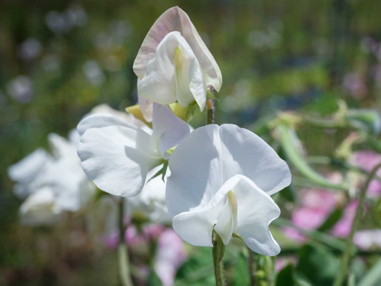 Sweet pea elegance white cut flower seeds