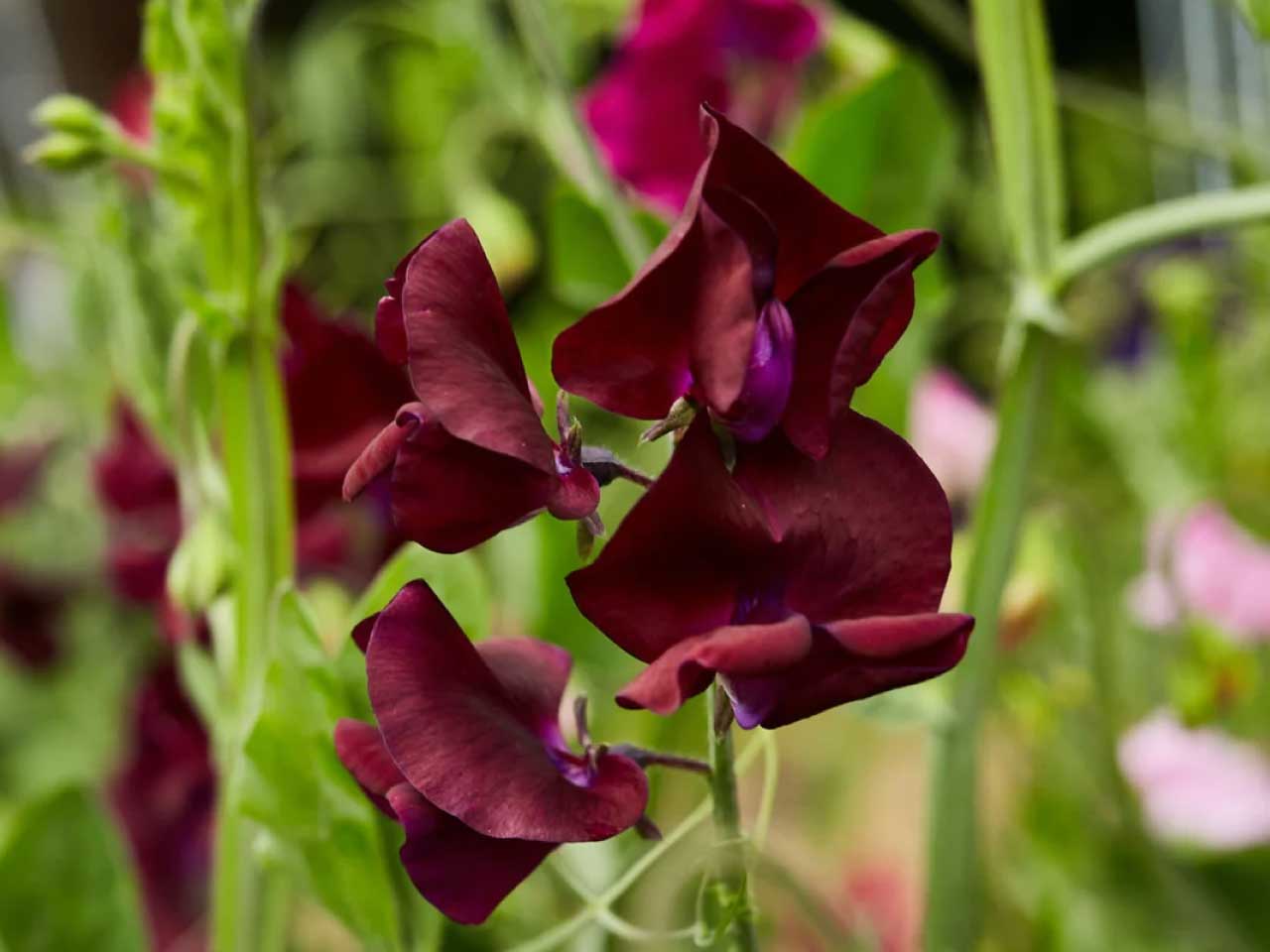 Sweet pea royal maroon cut flower seeds