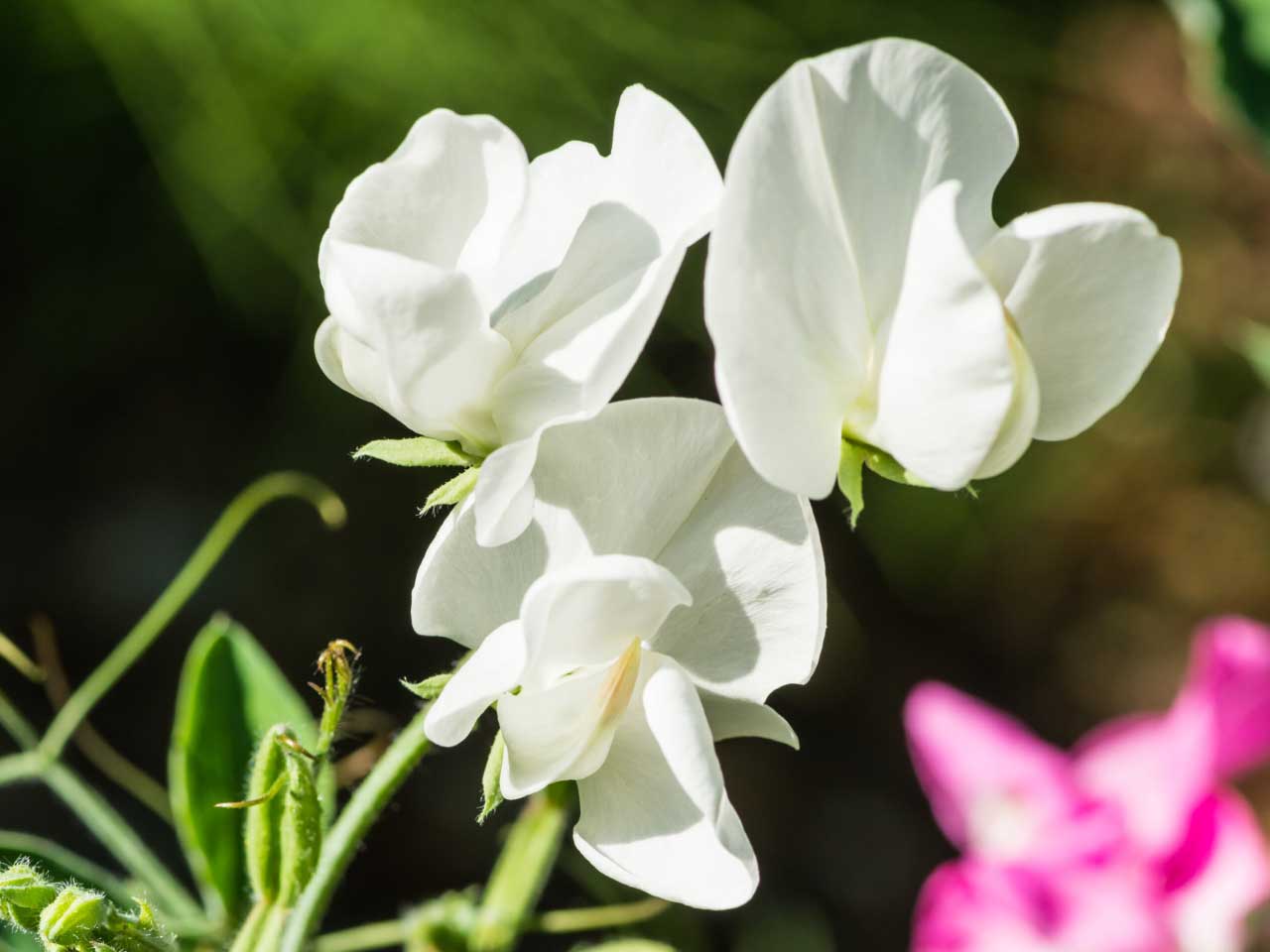 Sweet Pea Spencer Royal Wedding