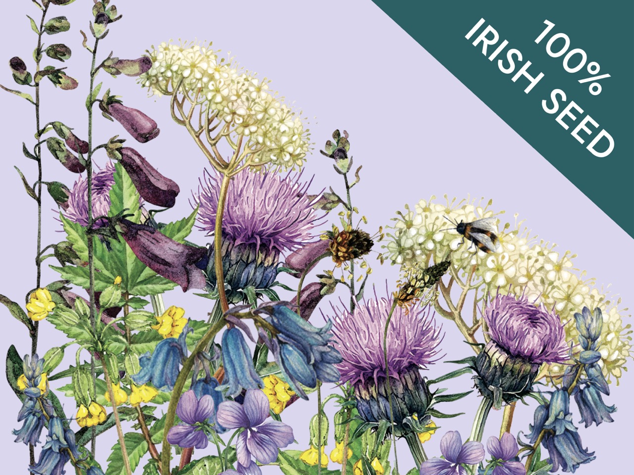 Native Irish Grown Wildflowers - Shady Woodland