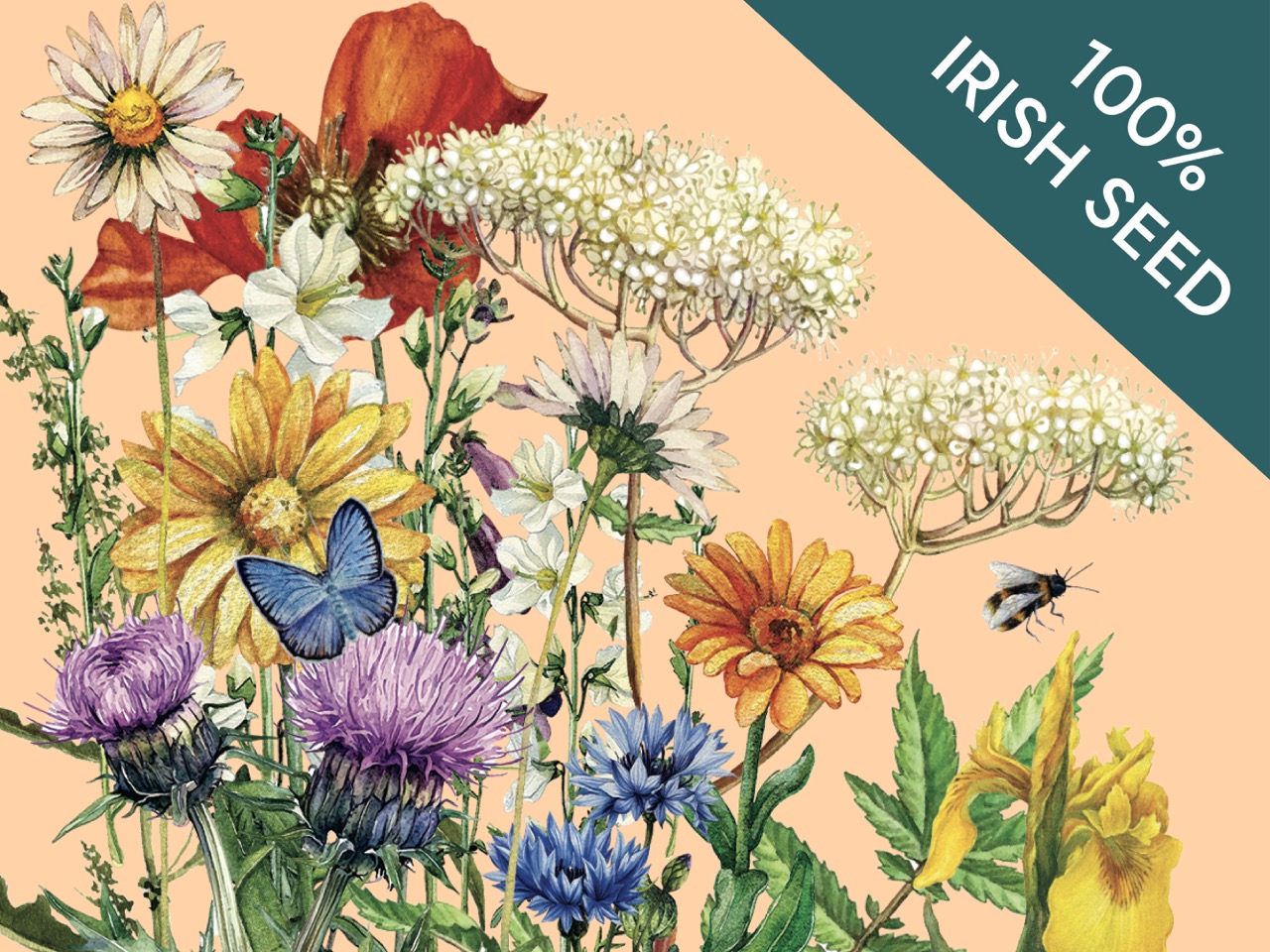 Native Irish Grown Wildflowers - Tall Flowering Meadow