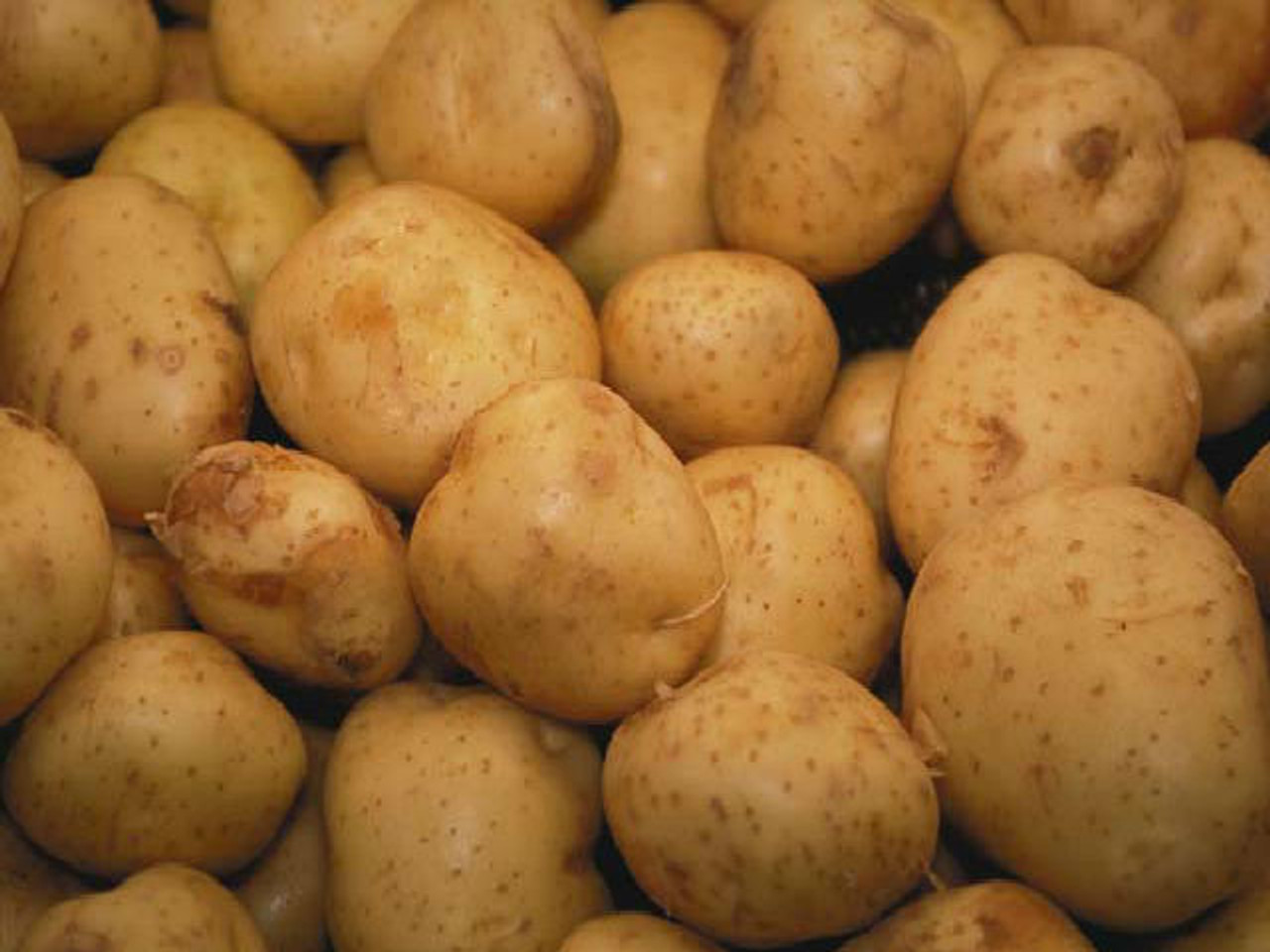 Maris peer seed potatoes
