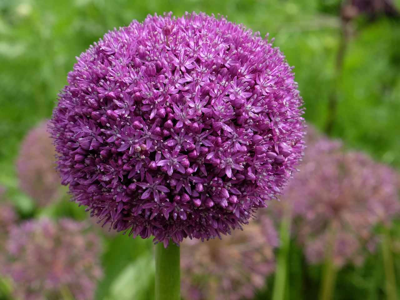 Allium giganteum Ambassador spring flowering bulbs