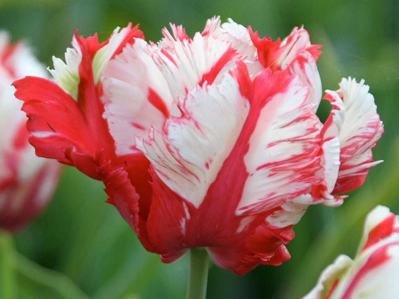 Tulip Parrot Estella Rijnveld spring flowering bulbs