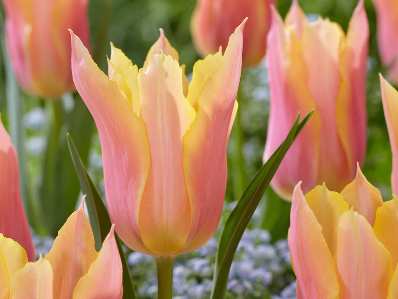 Tulip lily flowered Marianne spring flowering bulbs