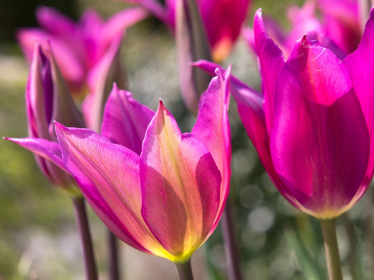 Tulip lily flowered Purple Dream spring flowering bulbs