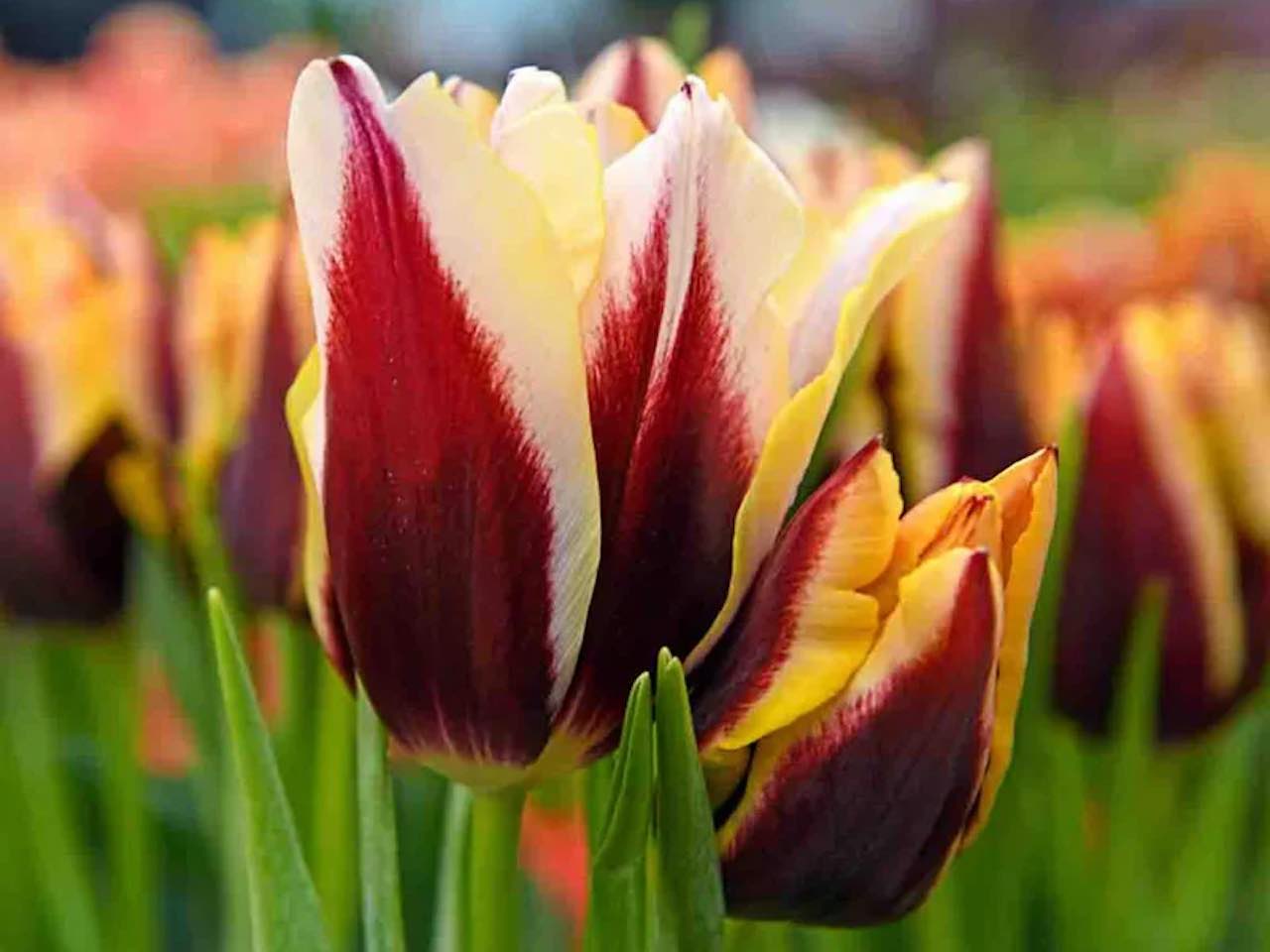 Tulip Triumph Gavota spring flowering bulbs