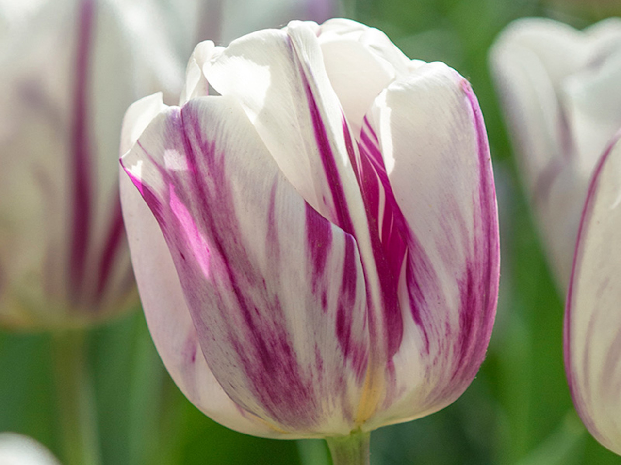 Triumph tulip flaming flag bulbs