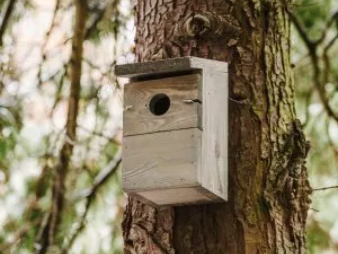 peckish everyday nest box