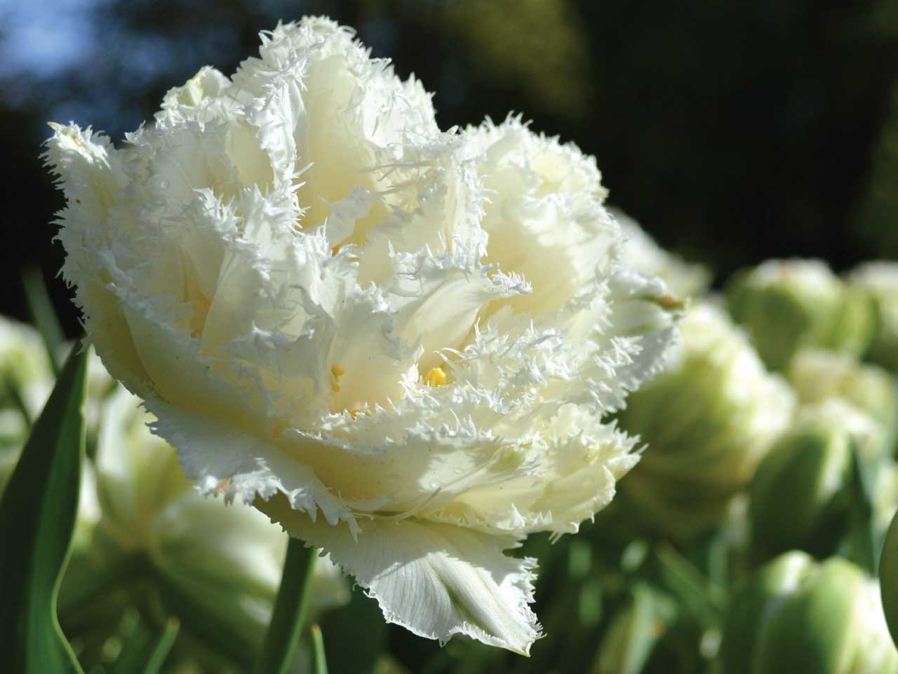 Tulip Double Fringed 'Snow Crystal' Spring Bulbs - 8 Bulbs