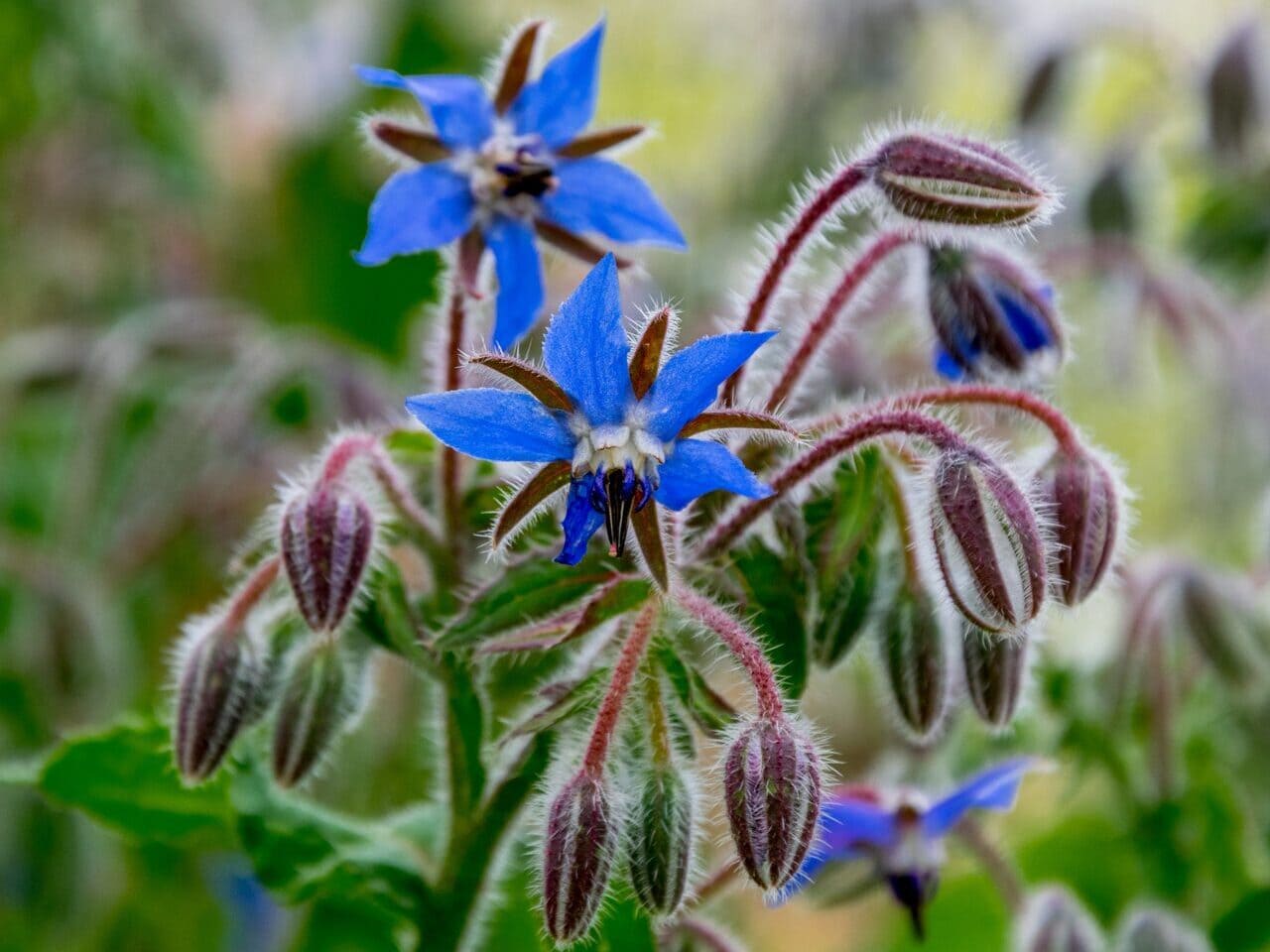 Borage star shaped flowers