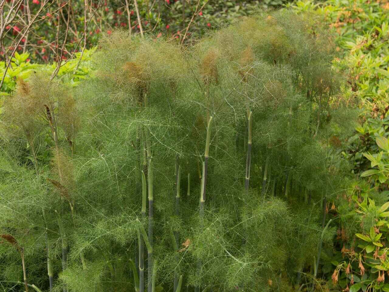 Bronze Fennel