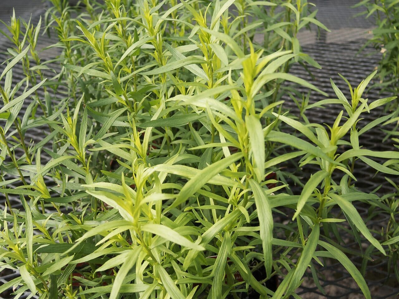 French Tarragon